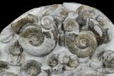 Fossil Ammonite (Psiloceras) Cluster - Holderness Coast, England #176342-2